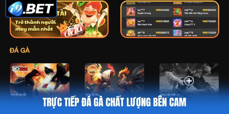 Trực tiếp đá gà chất lượng bên Cam