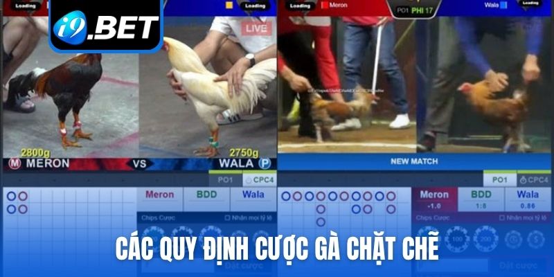 Các quy định cược trong đá gà trực tiếp chặt chẽ
