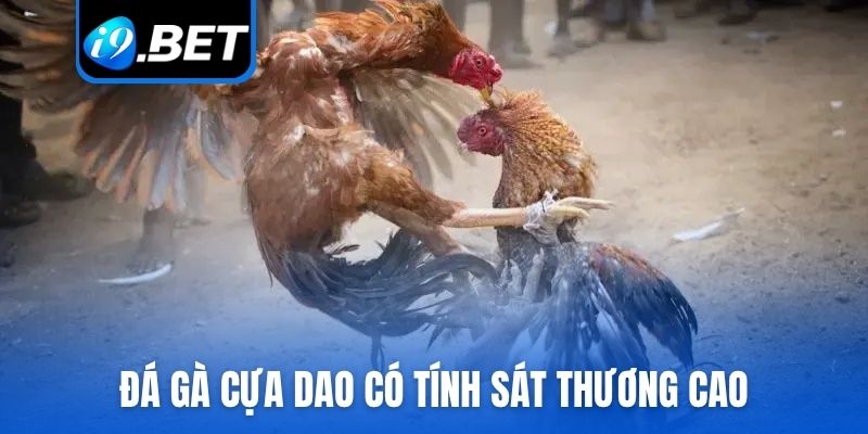 Đá gà cựa dao có tính sát thương cao