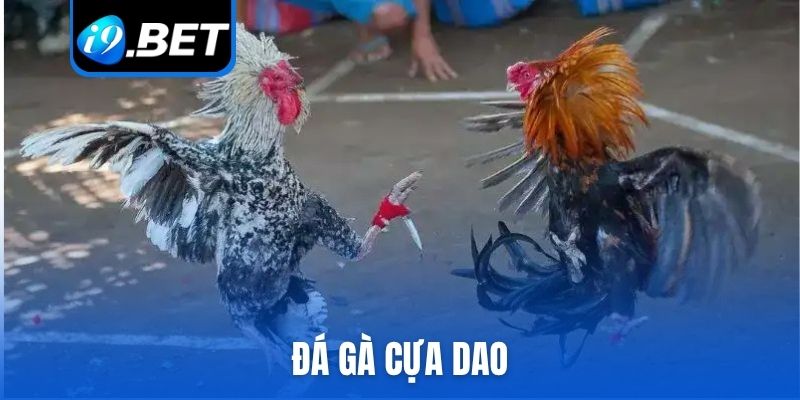 Đá gà cựa dao