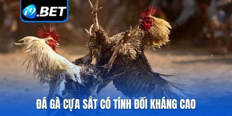 Đá gà cựa sắt có tính đối kháng cao