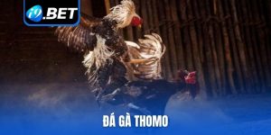 Đá gà Thomo
