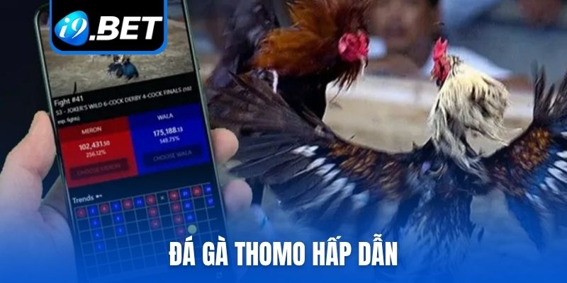 Đá gà Thomo hấp dẫn