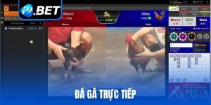 đá gà trực tiếp