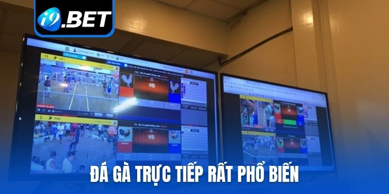 Đá gà trực tiếp rất phổ biến