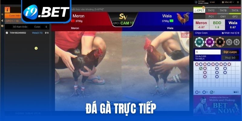 đá gà trực tiếp