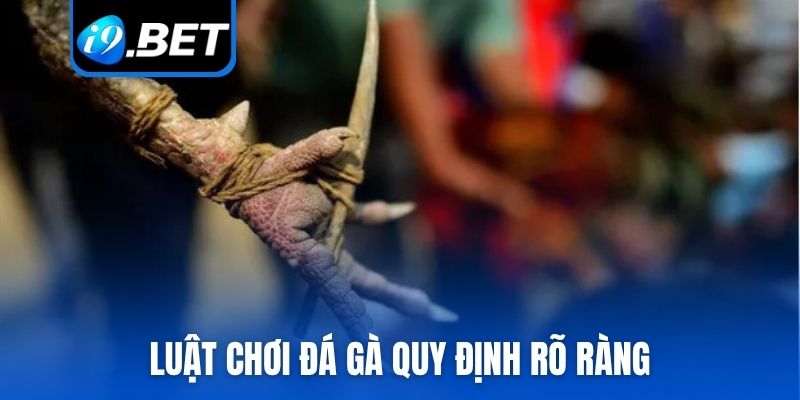 Luật chơi đá gà cựa sắt quy định rõ ràng