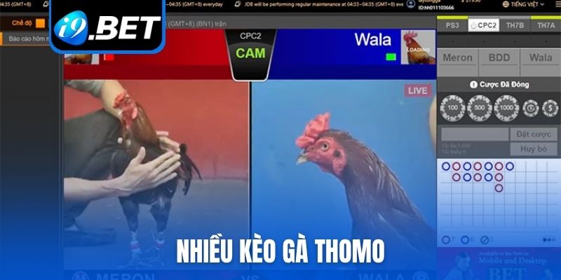 Nhiều kèo gà Thomo