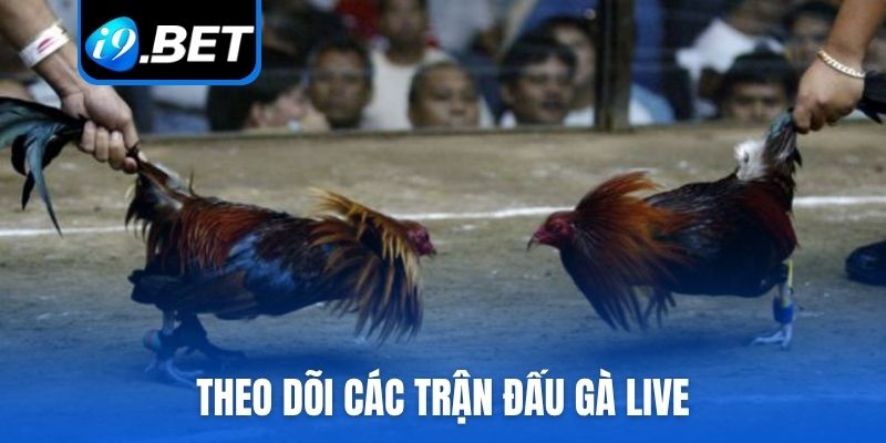 Theo dõi các trận đấu gà live