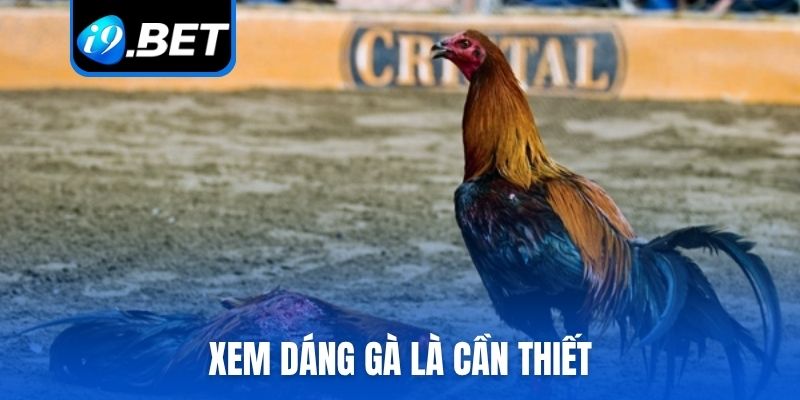 Xem dáng gà là cần thiết