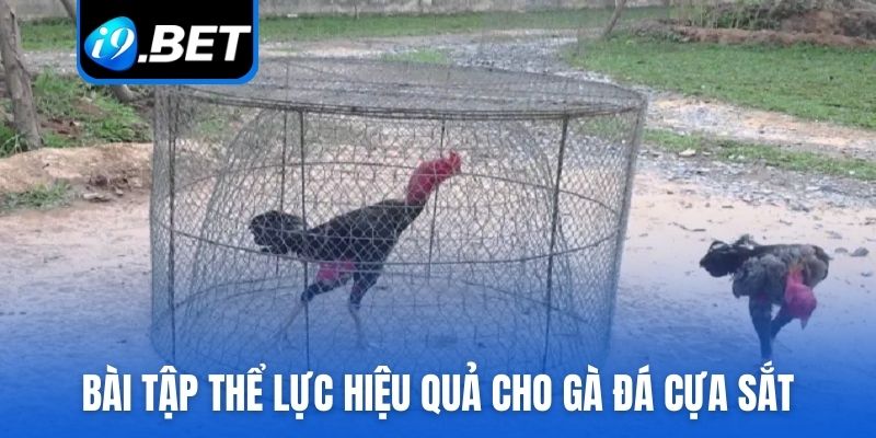 Bài tập thể lực hiệu quả cho gà đá cựa sắt