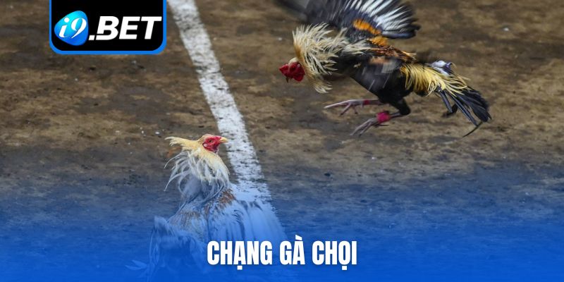 chạng gà chọi