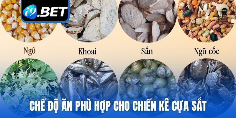 Chế độ ăn phù hợp cho chiến kê cựa sắt