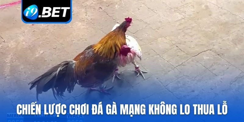 Chiến lược chơi đá gà mạng không lo thua lỗ