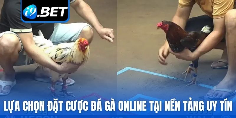 Lựa chọn đặt cược đá gà online tại nền tảng uy tín