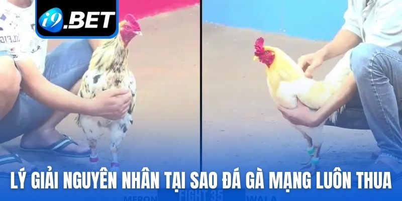 Lý giải nguyên nhân tại sao đá gà mạng luôn thua