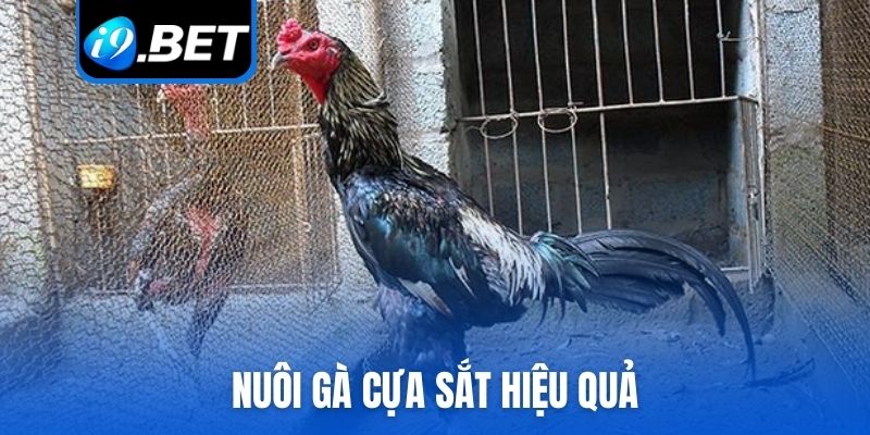 nuôi gà cựa sắt hiệu quả