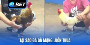 tại sao đá gà mạng luôn thua