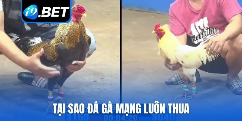 tại sao đá gà mạng luôn thua