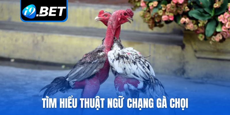 Tìm hiểu thuật ngữ chạng gà chọi