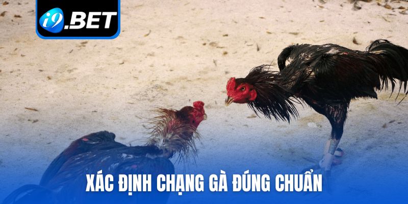 Xác định chạng gà đúng chuẩn