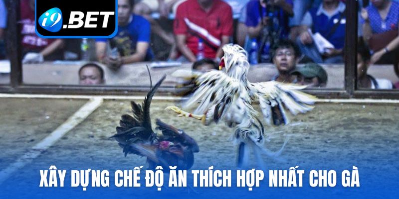 Xây dựng chế độ ăn thích hợp nhất cho gà